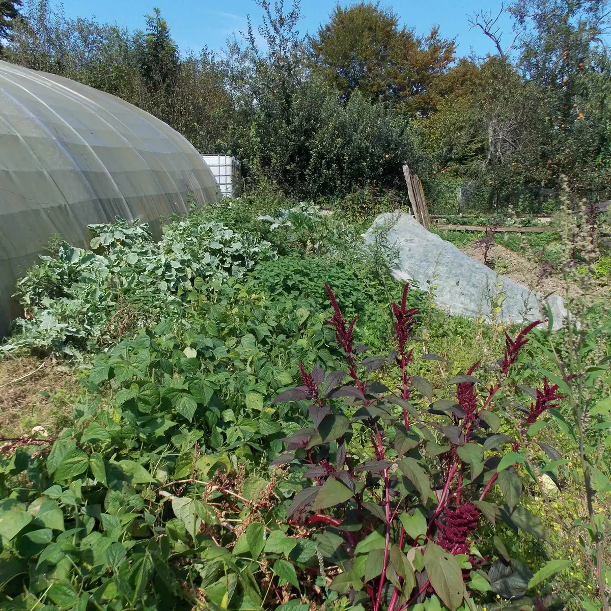 LE JARDIN DU MAQUIS_3