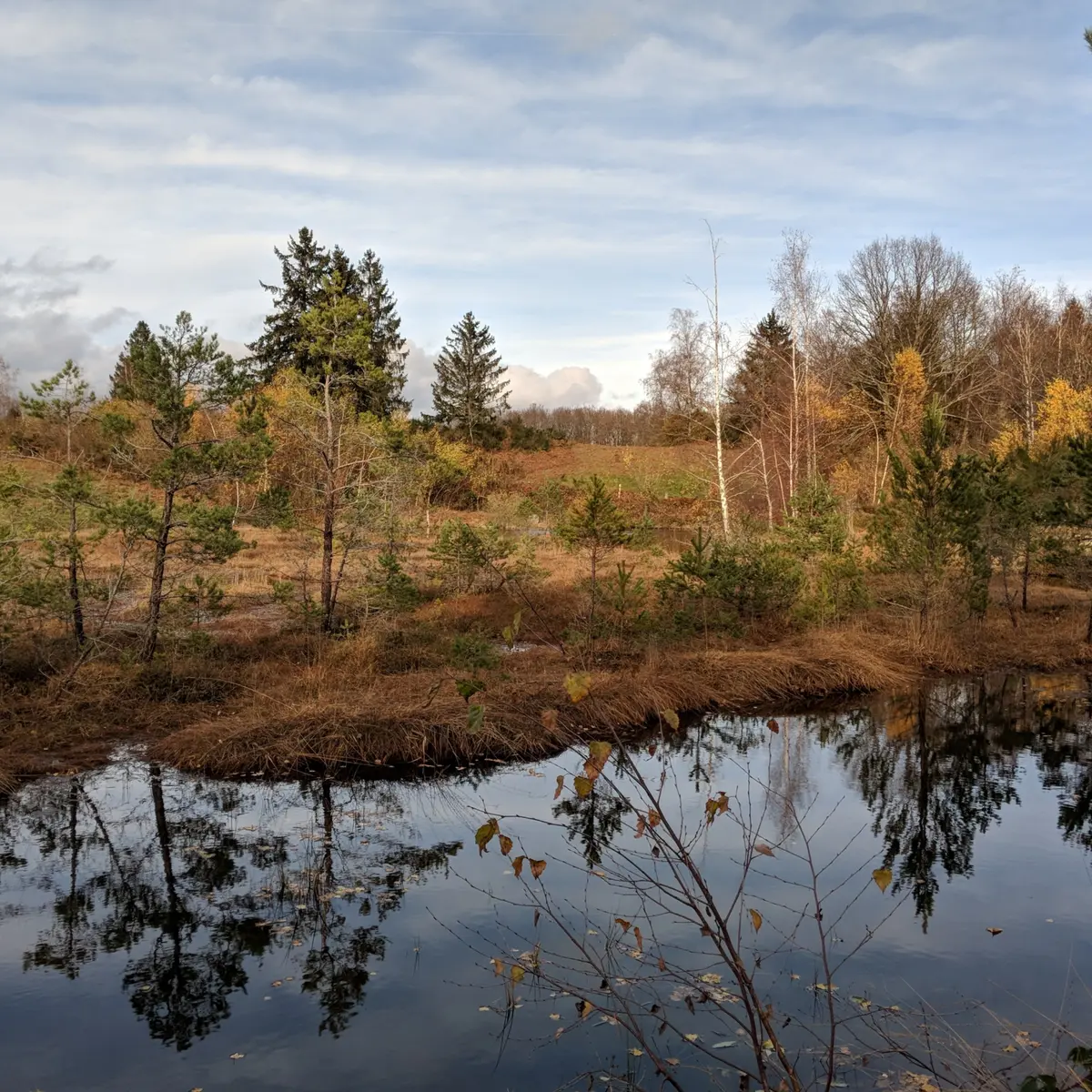 Tourbière de la Goutte du Frene