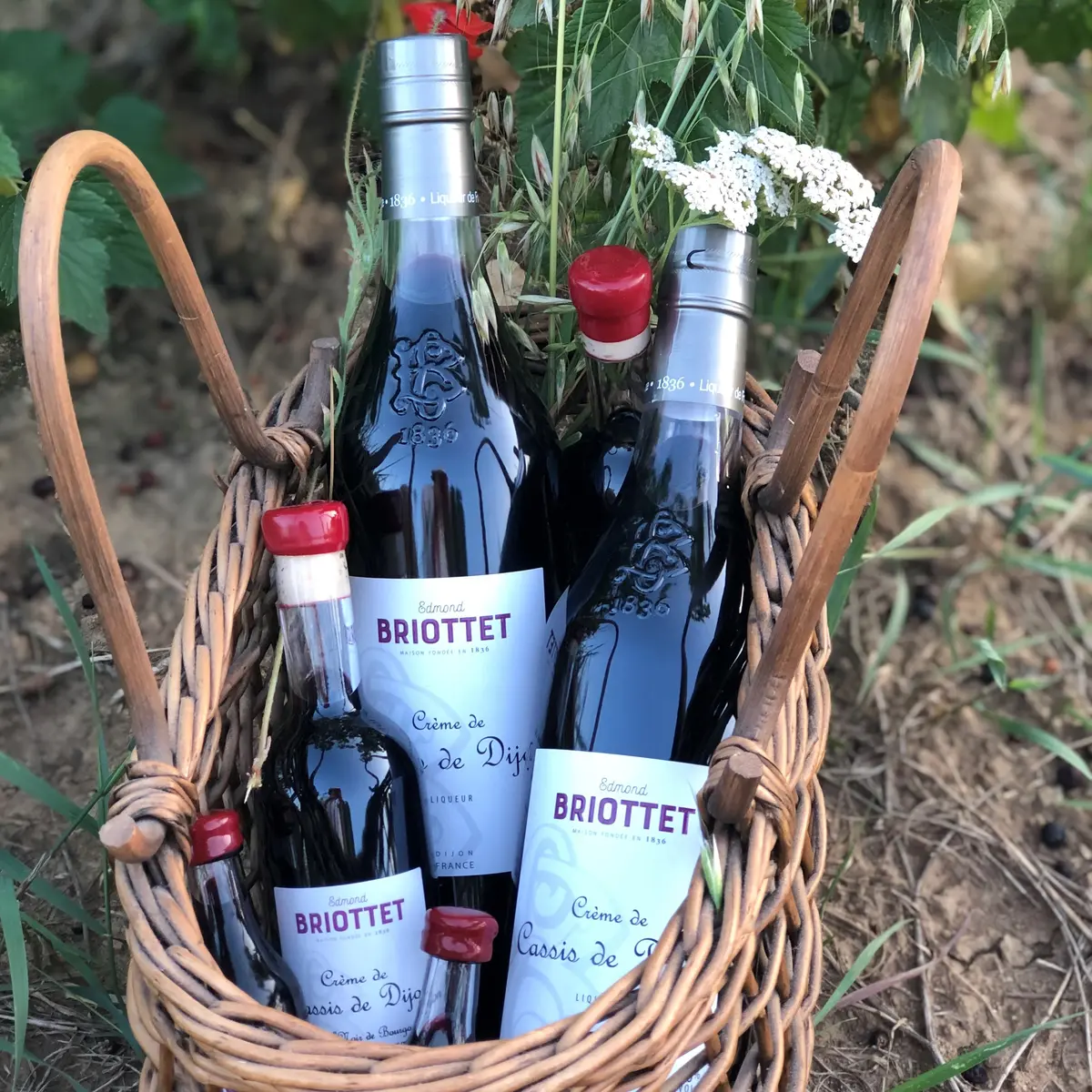 Cassis photo carrée