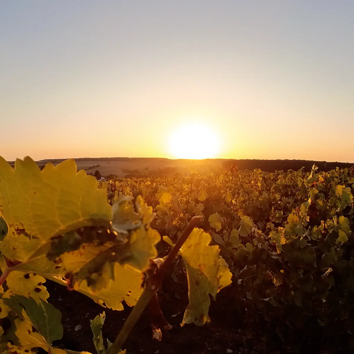 Chablis