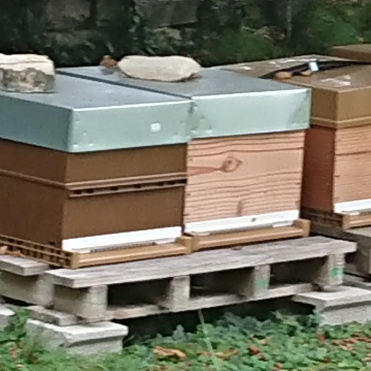 Chatenoy-le-Royal---Les-Abeilles-du-Lolo---2019--5-