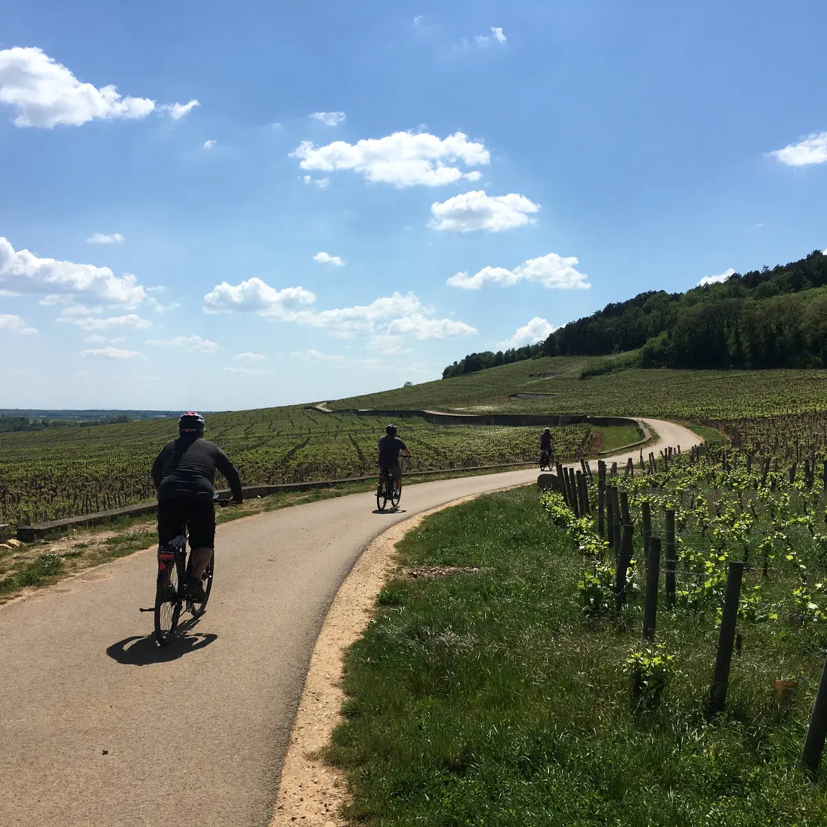 Balade vignoble Bourgogne Ladoix serrigny