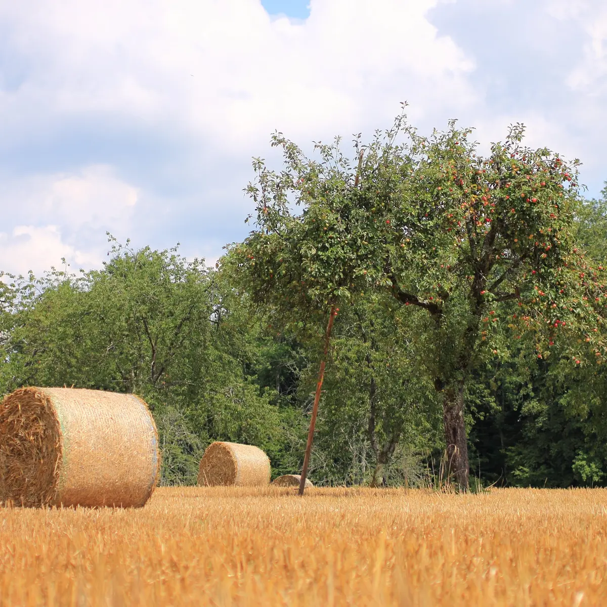 circuit de l'écomusée - pré