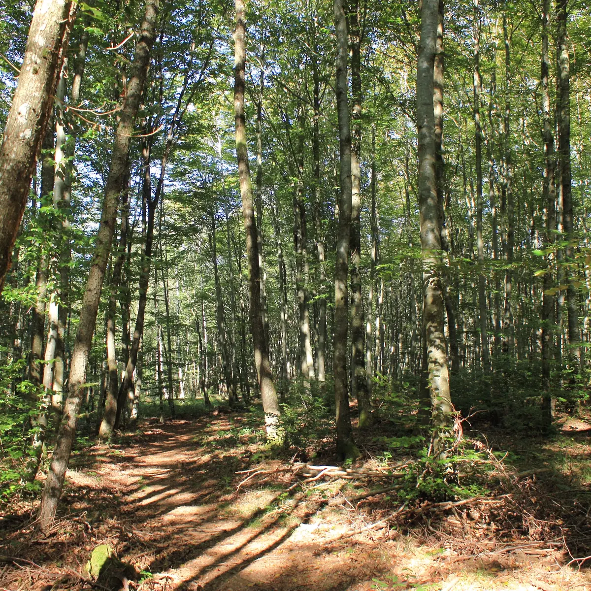 circuit du Haut Bois