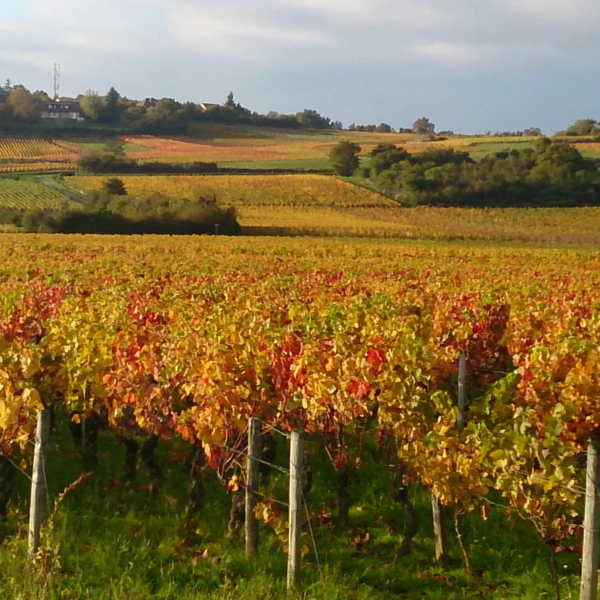 Les coteaux en automne