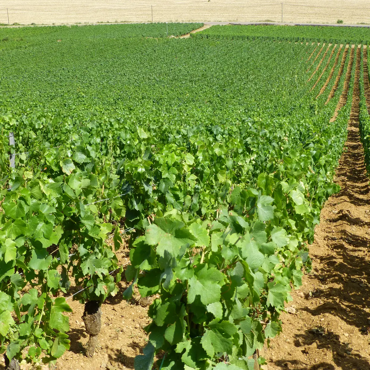 Domaine Chaussin 1