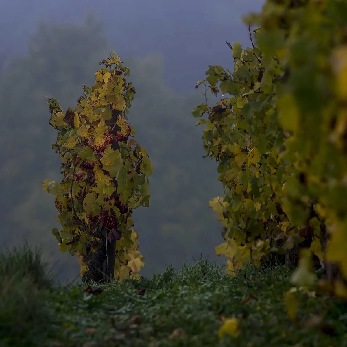 Domaine Chevrot et Fils