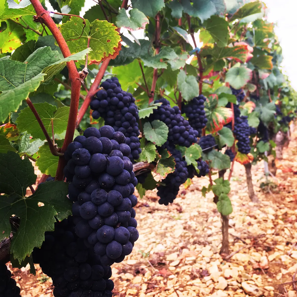 Domaine-Danjean-Berthoux-Givry-(6)