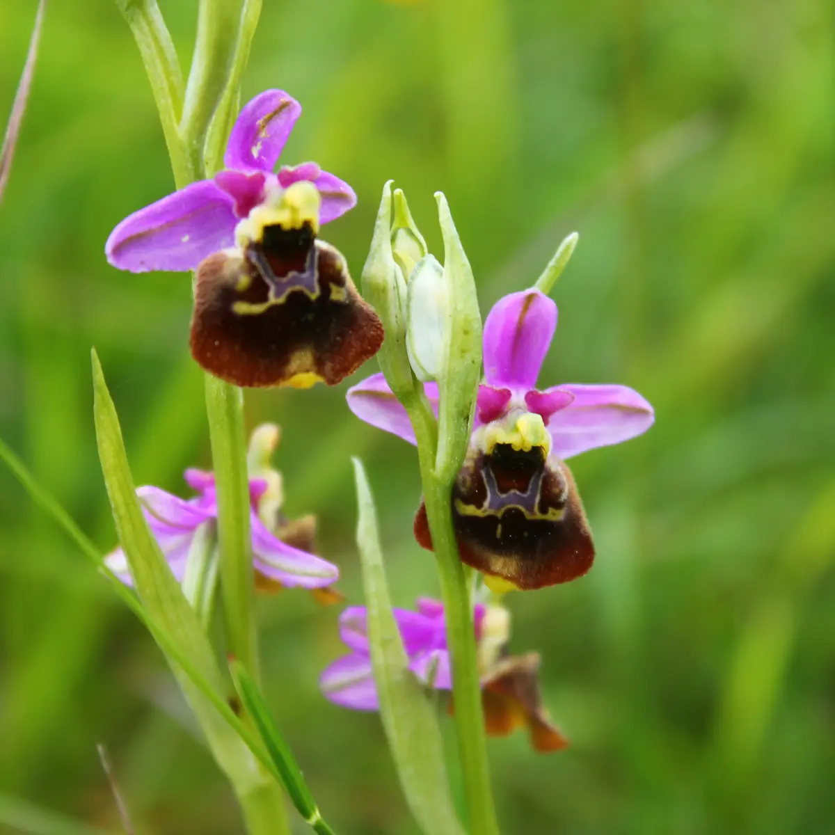 Fresse 03 juin 13 ophrys bourdon (9)