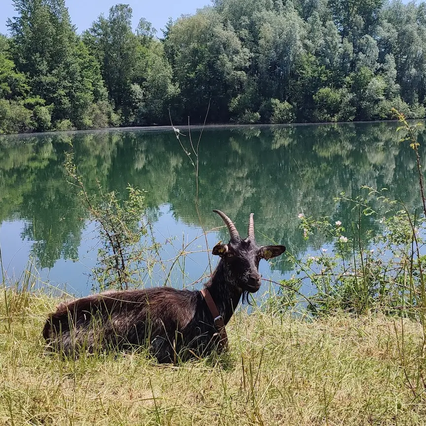 Les chèvres de la Saline