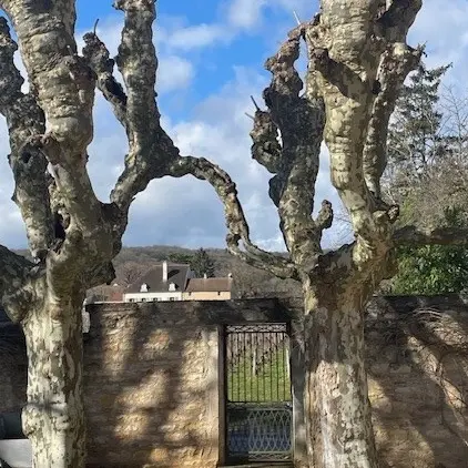 Deux platanes qui s'aiment dans ma cour