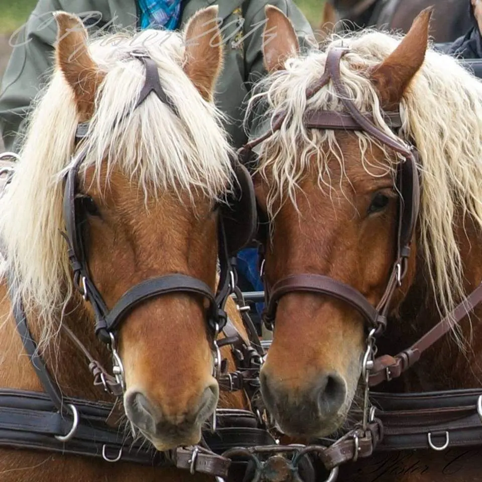 New visuel Attelage Beaune Passion 2