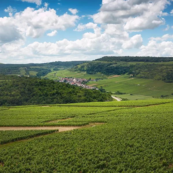 Roux père et fils 3