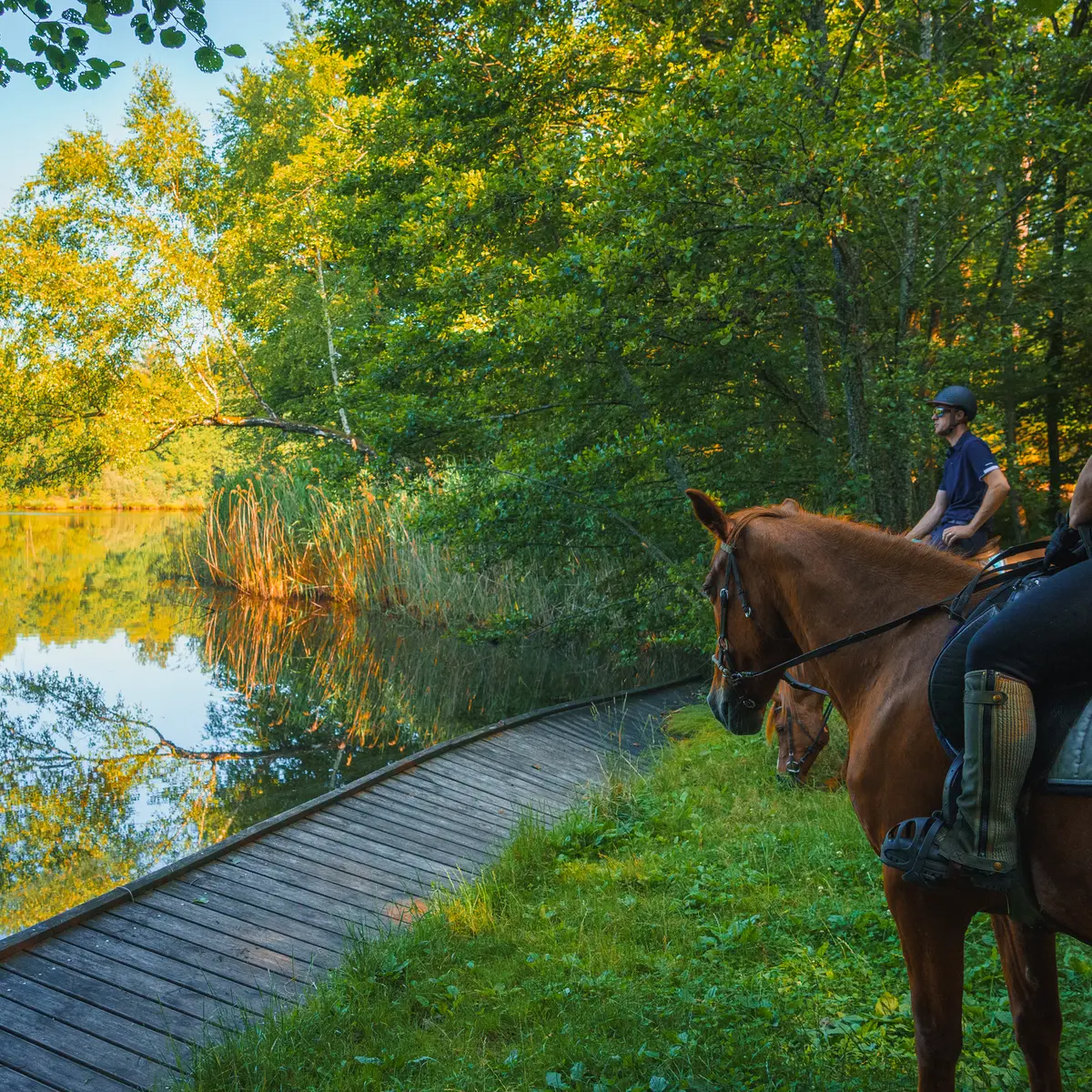 Tourisme Equestre 1000 Etangs - Maxime Nagely (3)