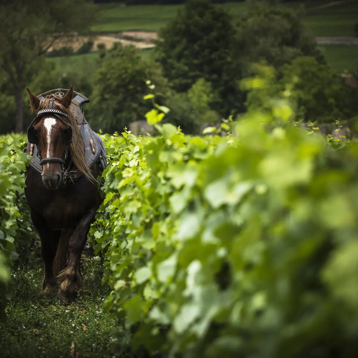 V39-fred-vardon-vigneron-44