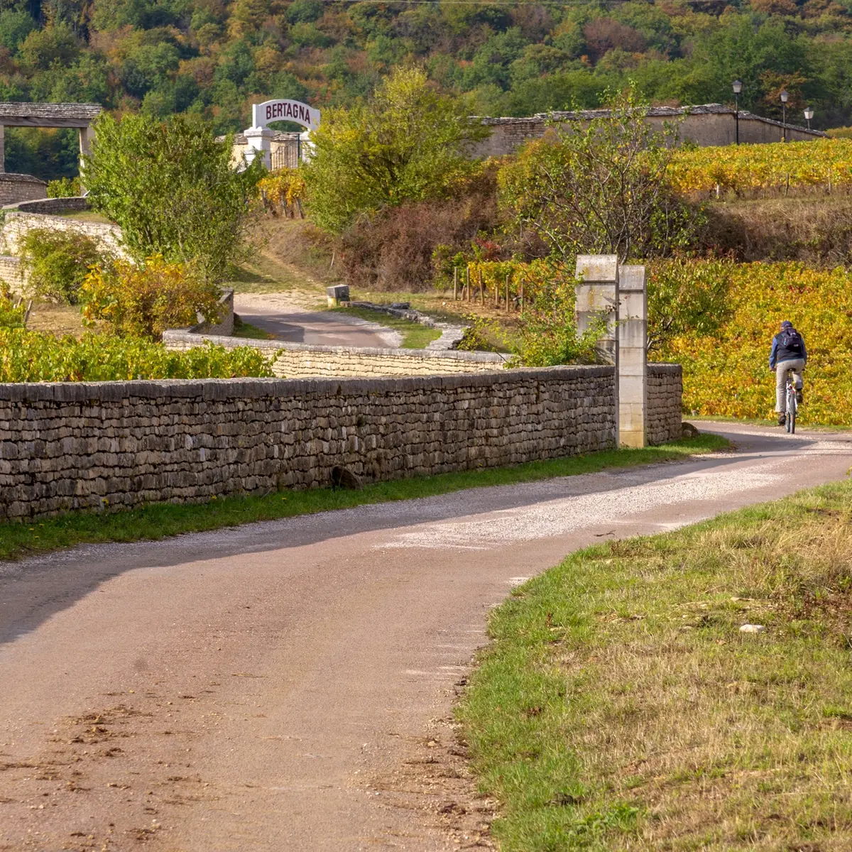 Vélo dans les vignes - Vougeot - Alain DOIRE__BFC_Tourisme