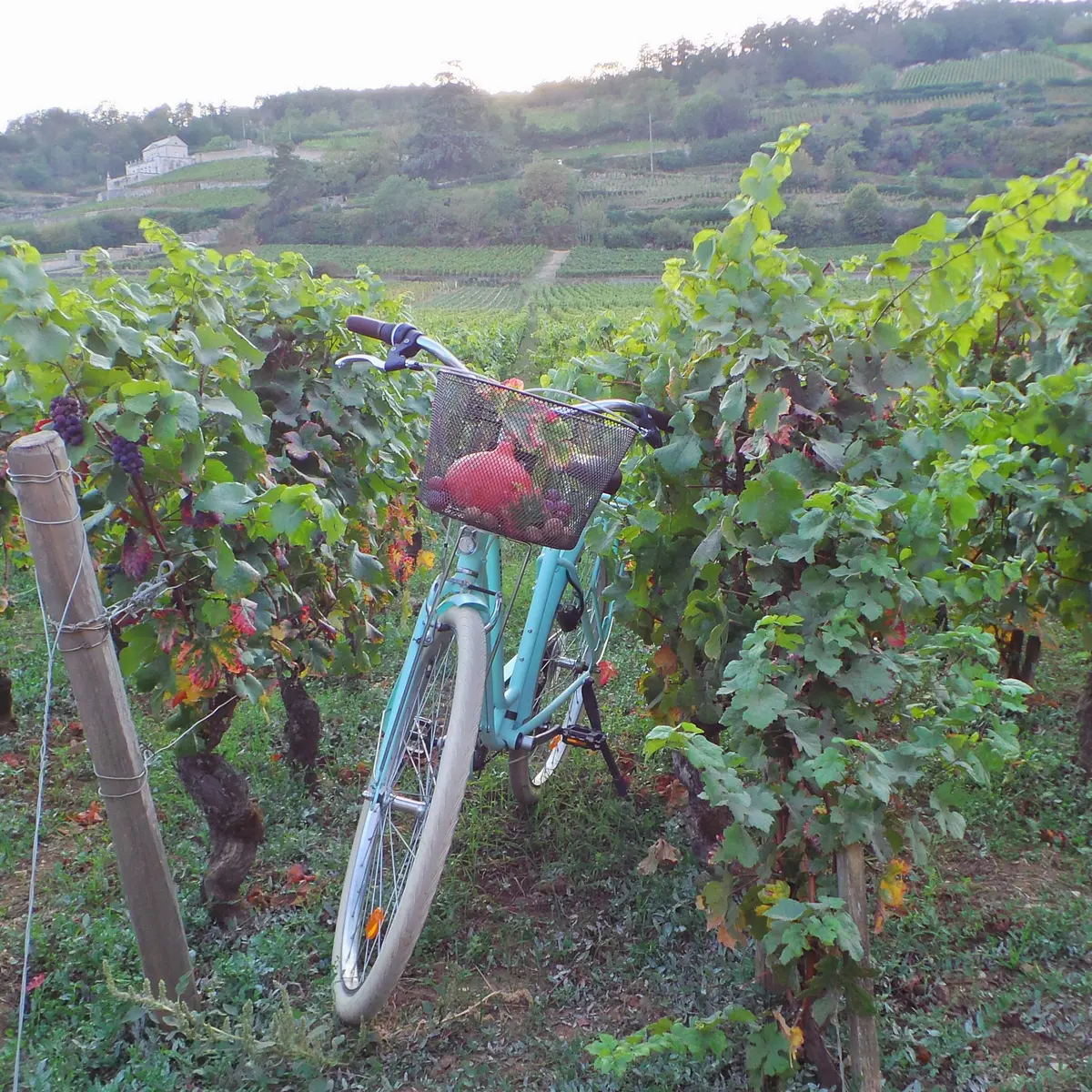 Vélo dans les vignes en automne - GevreyNuitsTourisme