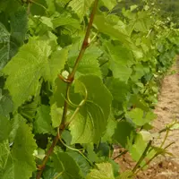 Domaine de l'Ecette - Daux Vincent