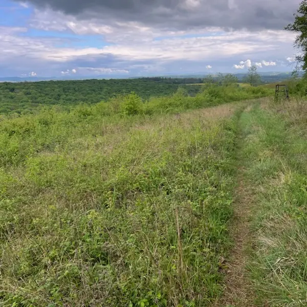 La Coupe Morey Pin 70_3