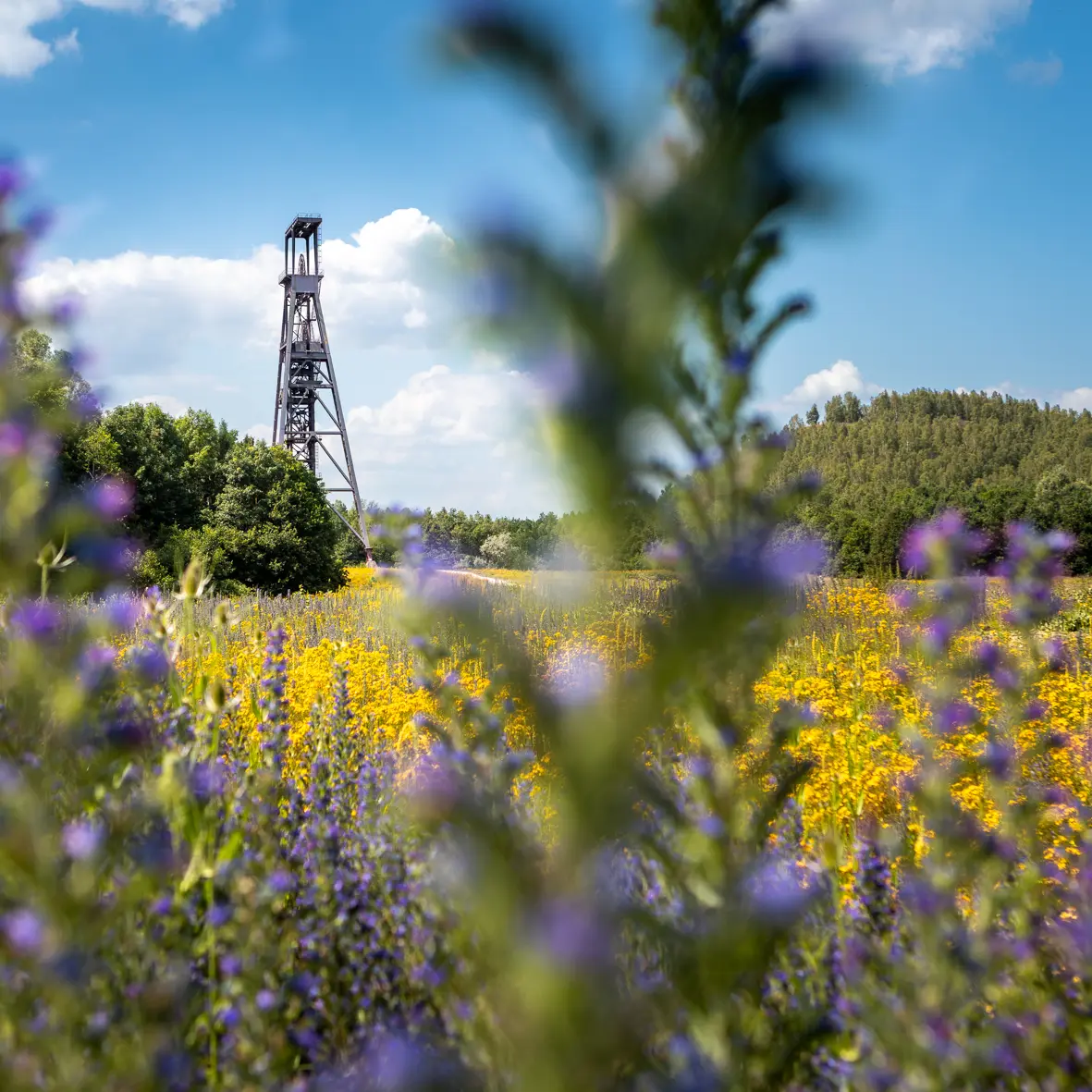 Condé-sur-l'Escaut-Chabaud-Latour-OTCVM©claude.waeghemacker-HD-25 wae