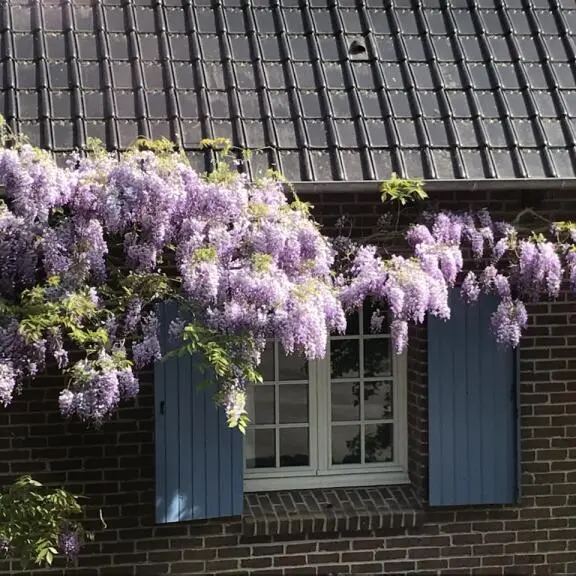 GLYCINE ET FENETRE CASSEL