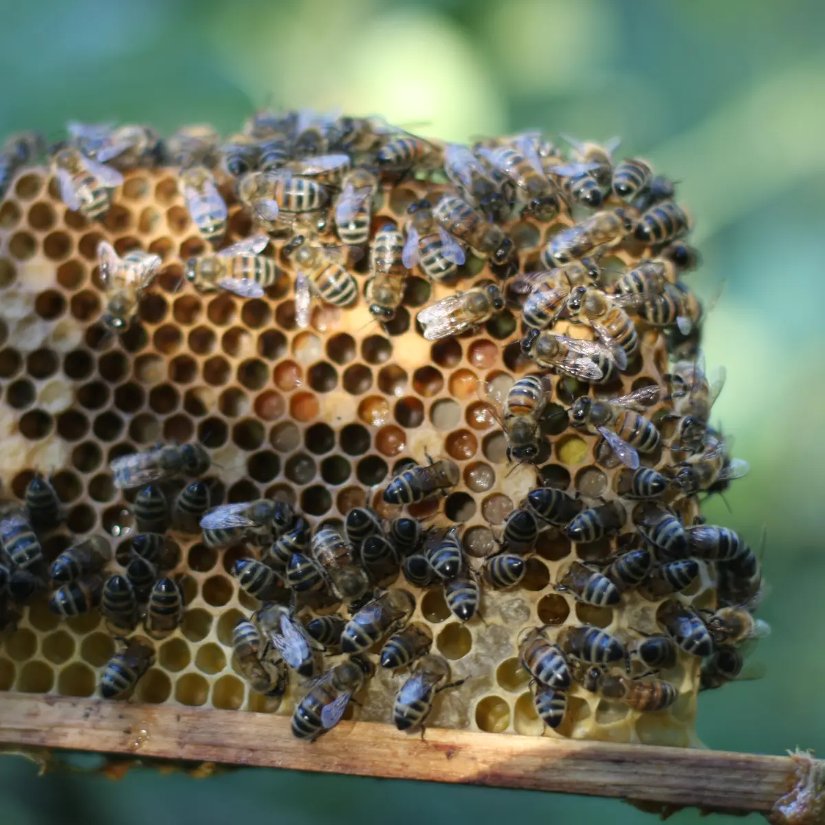 IMG_9296 (2) - Copie