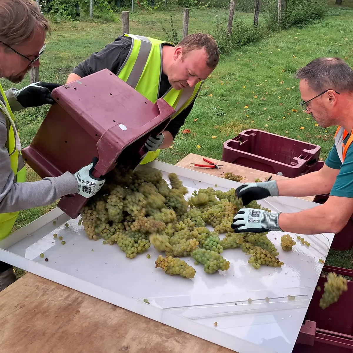 apei-papillons-blancs-valenciennois