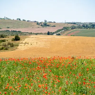 Plateau du Larzac, Aveyron