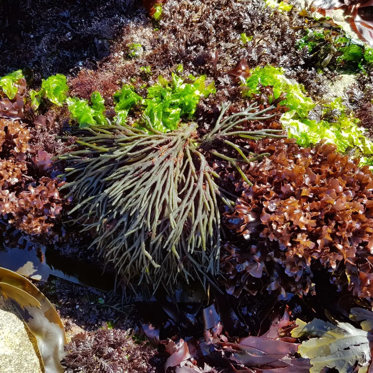 Sortie Dans les pas du cueilleur d'algues