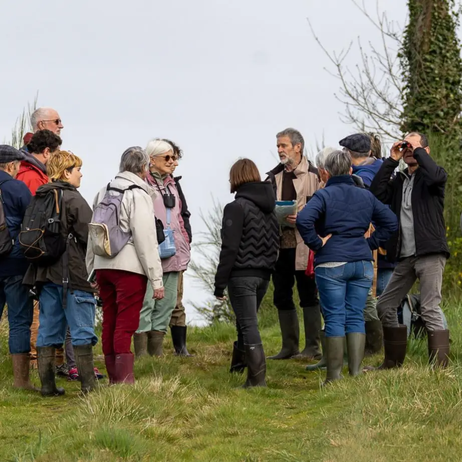 Animation oiseaux des marais