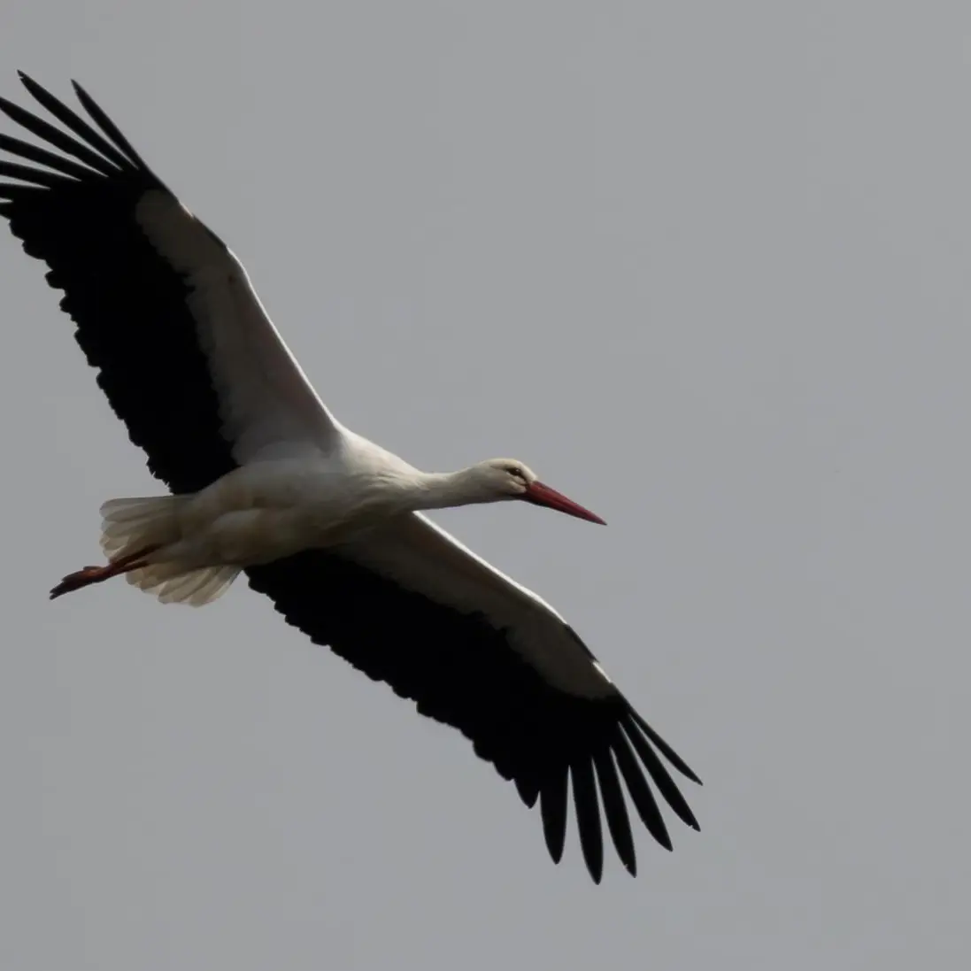 Cigogne dans les marais du Brivet