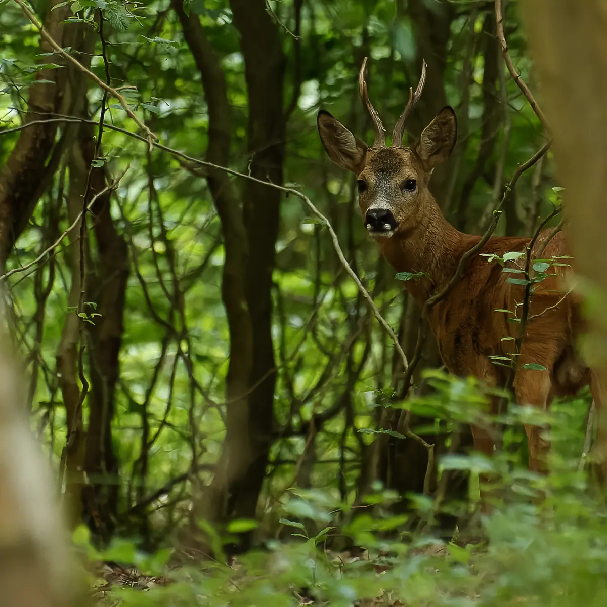 Chevreuil Forêt de Clairmarais