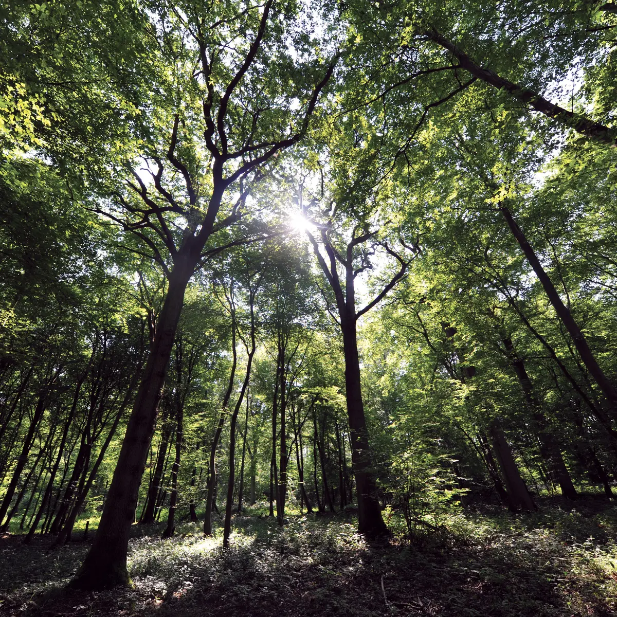 La Héronnière 2010 CLAIMARAIS