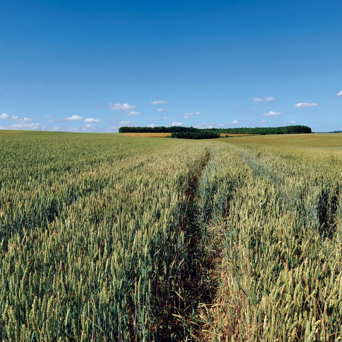 Paysage 2010 THEROUANNE © Photo Carl - Tourisme en Pays de Saint-Omer (2)