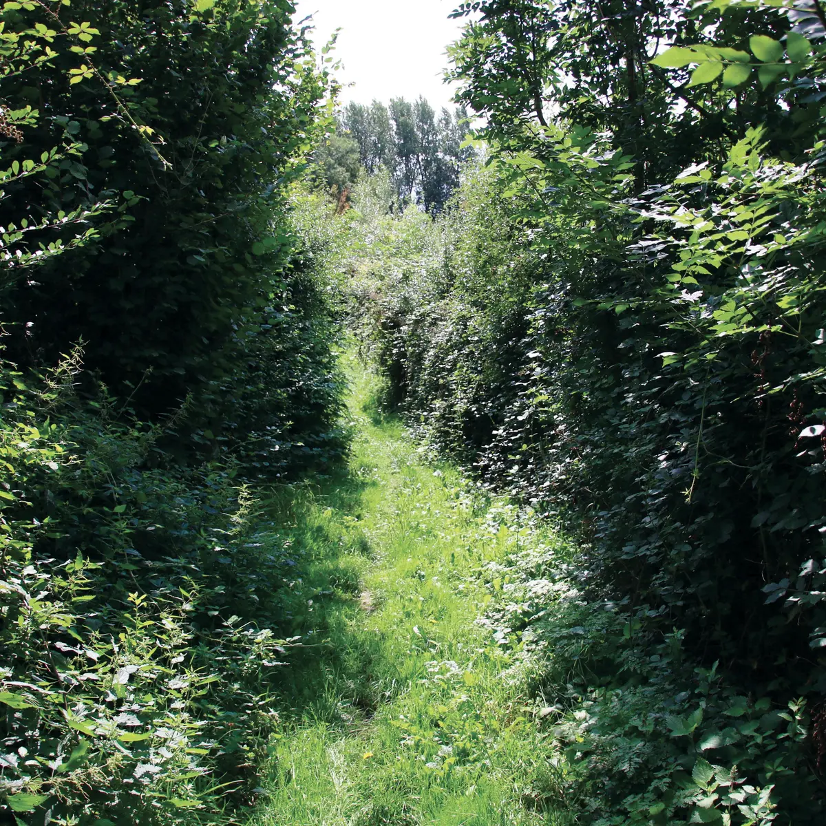 Randonnée Les Héringaux 2021 ROQUETOIRE © Pays ch'ti Pays d'ici (27)