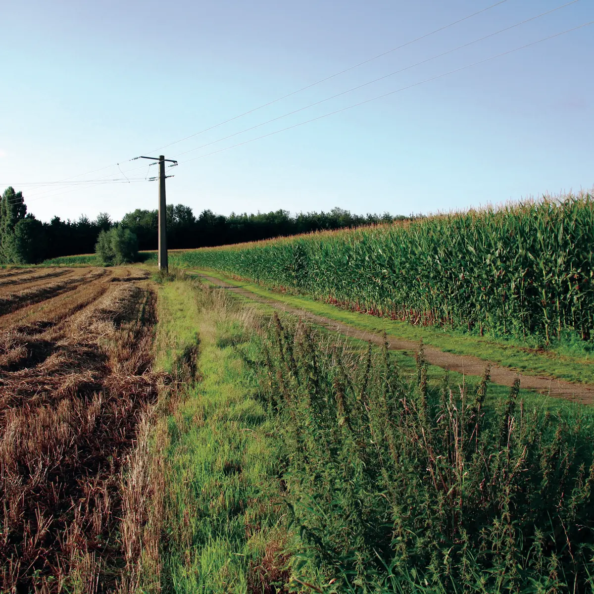 Randonnée Les Héringaux 2021 ROQUETOIRE © Pays ch'ti Pays d'ici (7)