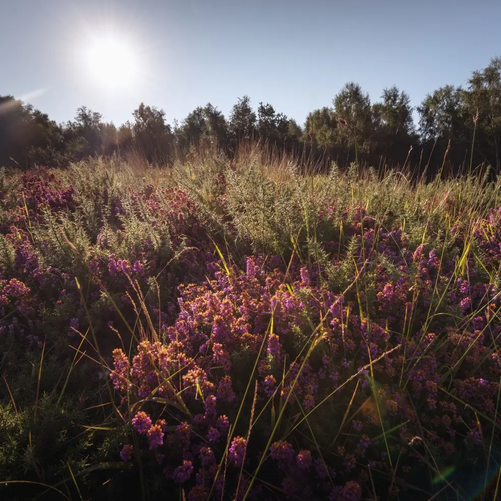 Réserve Plateau des Landes 2020 BLENDECQUES © EDEN 62 (4)