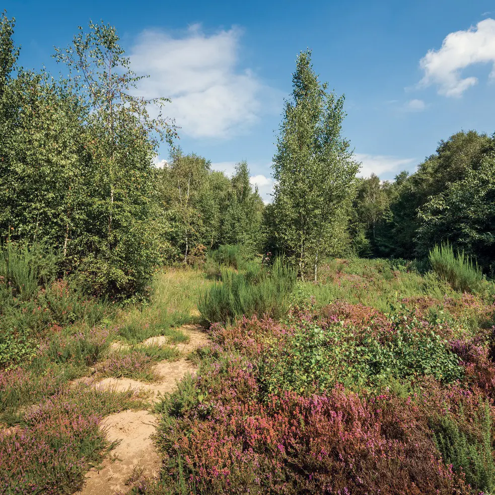 Réserve Plateau des Landes 2020 BLENDECQUES © EDEN 62 (2)