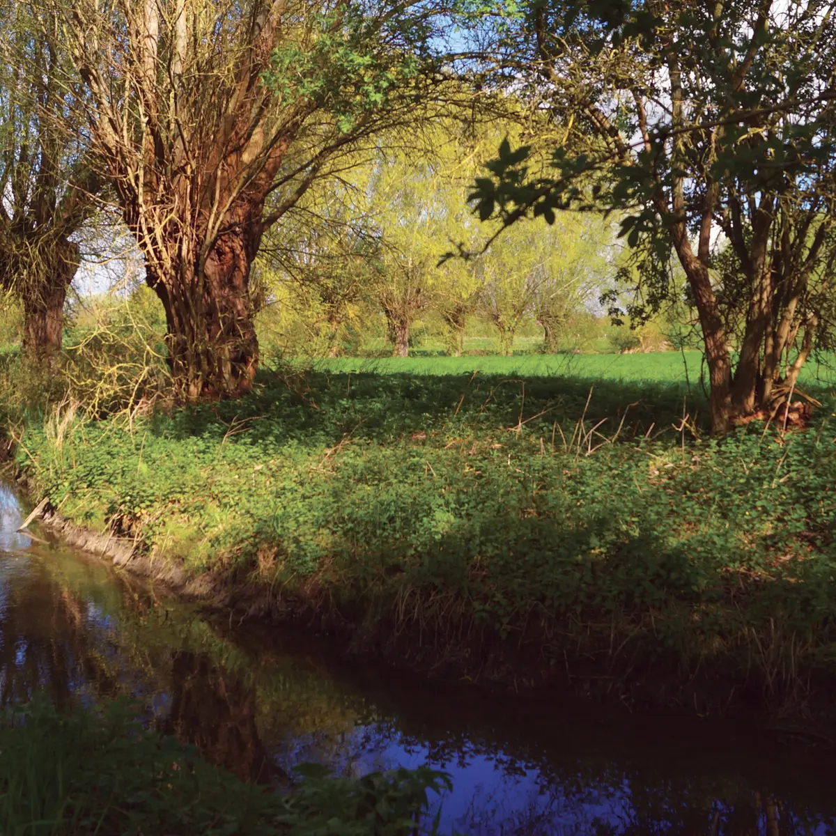Chico Mendes 2018 AIRE-SUR-LA-LYS © Tourisme en Pays de Saint-Omer