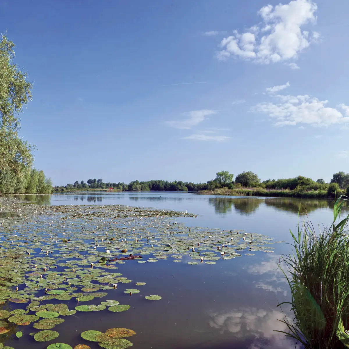 réserve_des_étangs_du_romelaëre Eden 62 (2)