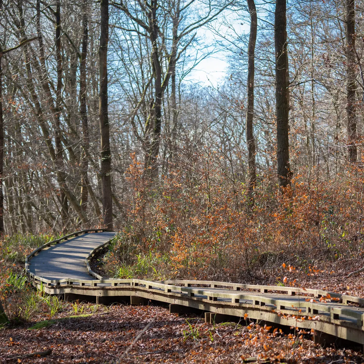 Forêt d'Éperlecques 2024