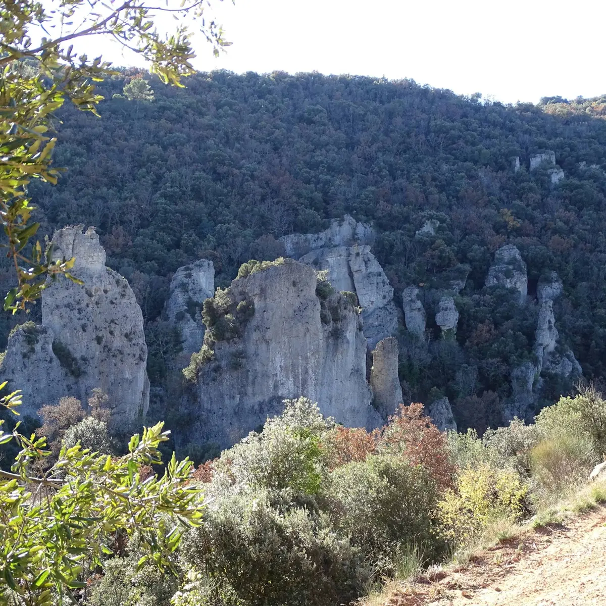 Panorama sur les falaises surplantées de végétation