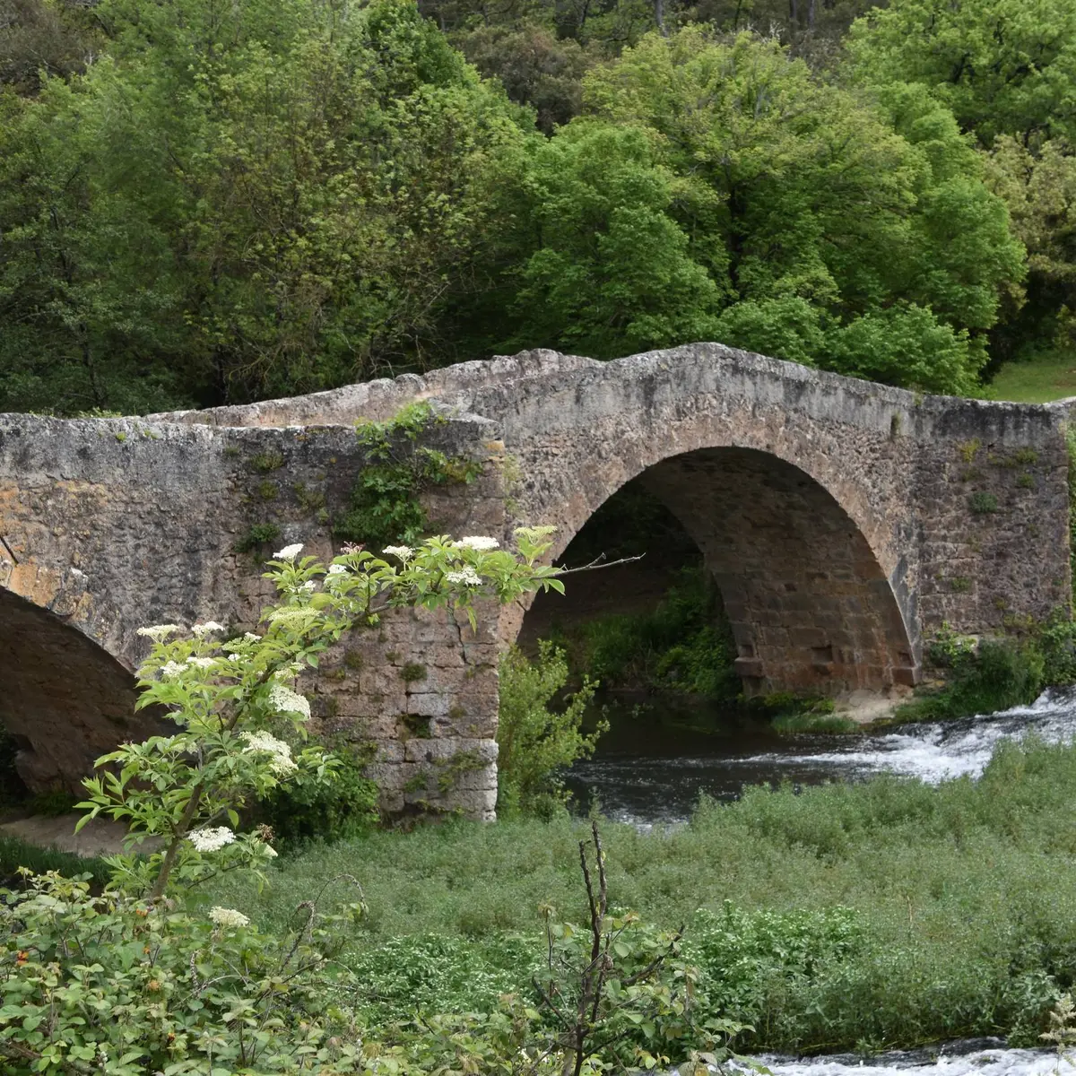 Pont en pierres avec 2 arcades entouré de végétation verdoyante et de la rivière du Caramy