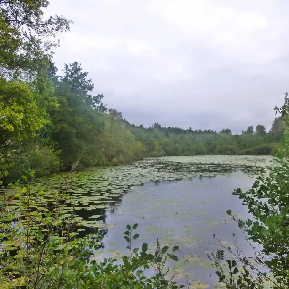 Le bois de l'Ane