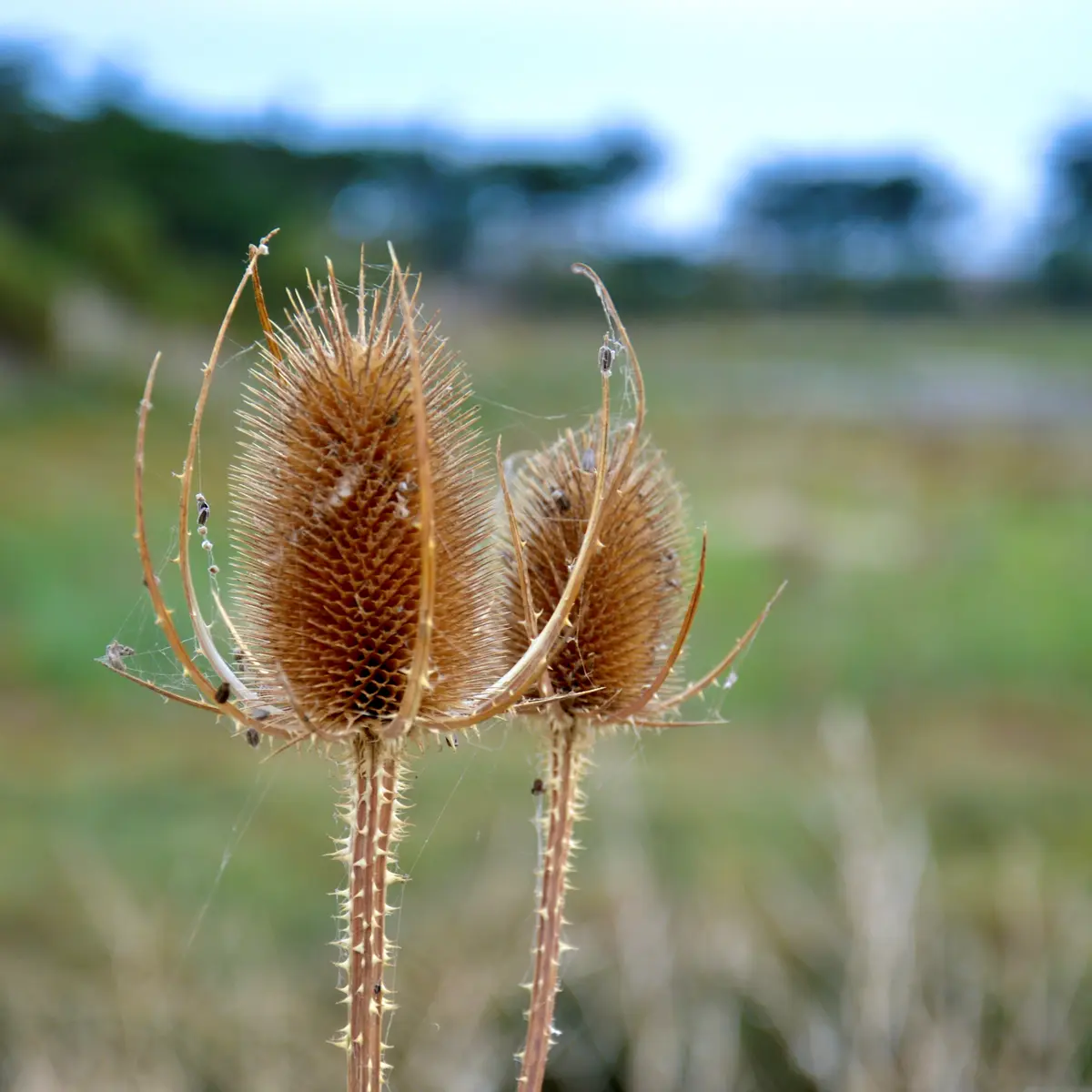 LES BALADES CONTEES DE MARIE-ANGE