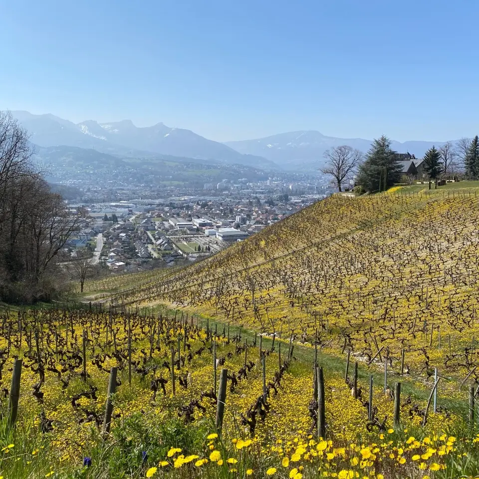Monterminod Vignes