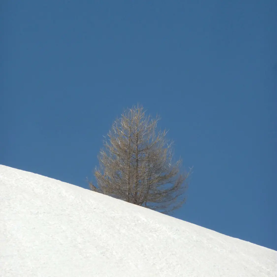 Raquettes avec Valgo Champsaur Sauvage