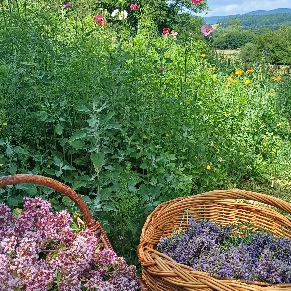 cueillette à la main et raisonnée