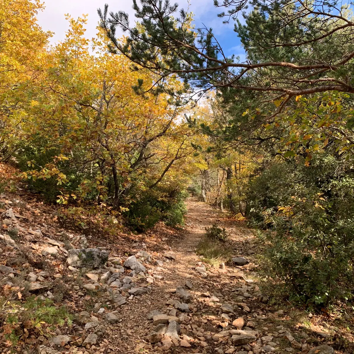 Essences d'arbres emblématiques du Mont Ventoux