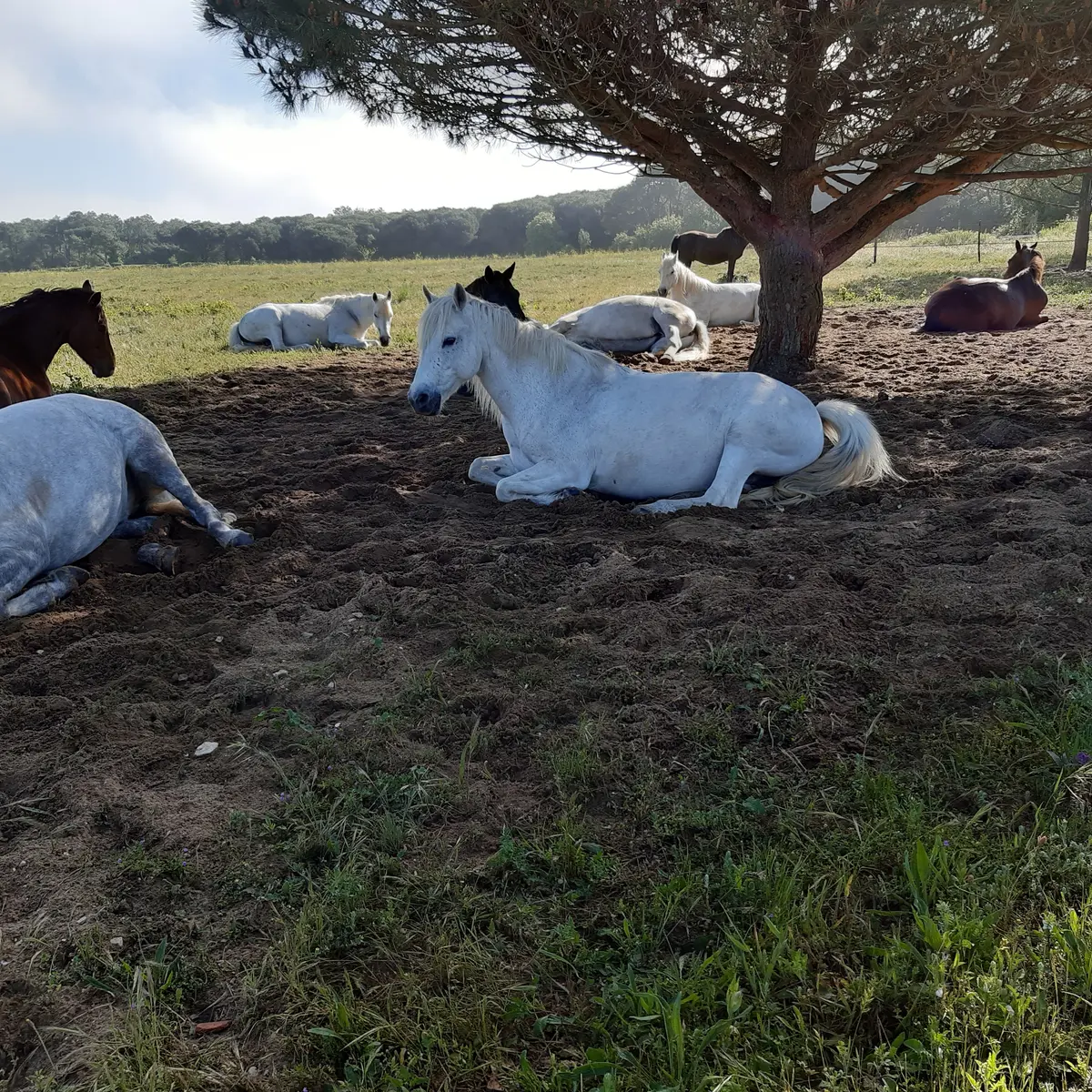 Haras des Evières